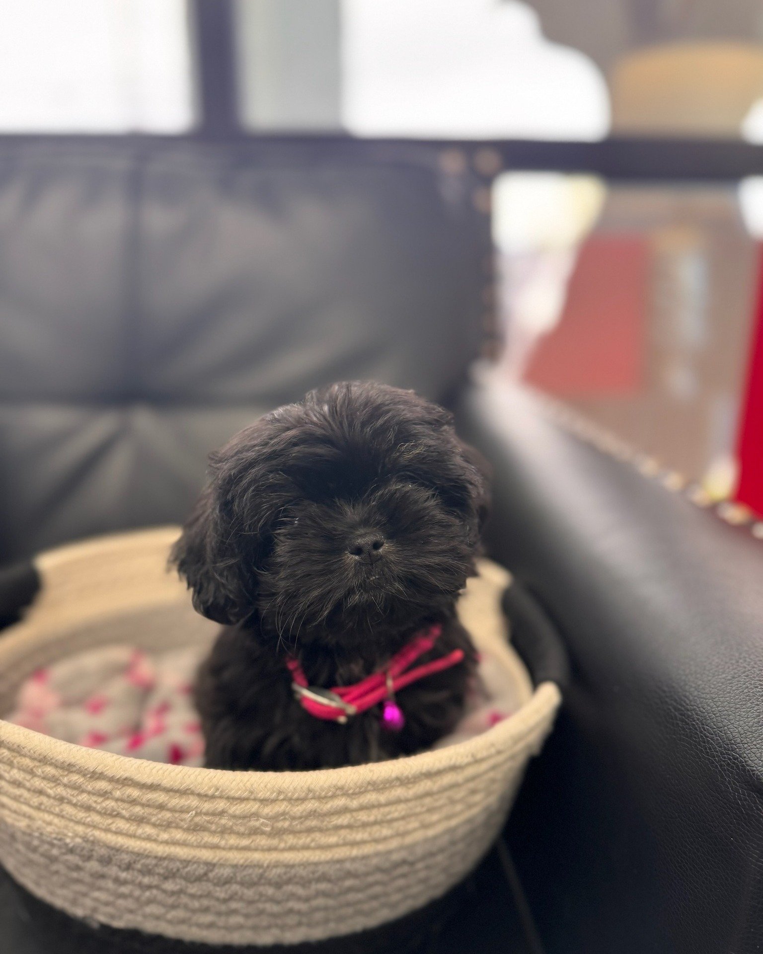 ๐พ Pet of the Week ๐พ
Introducing Muffin, a 14-week-old Shih Tzu who has already won all of our hearts! ๐ She recently visited us for her New Puppy Wellness Exam and did an amazing job! ๐
Muffin is full of energy and loves to cuddle, making her t