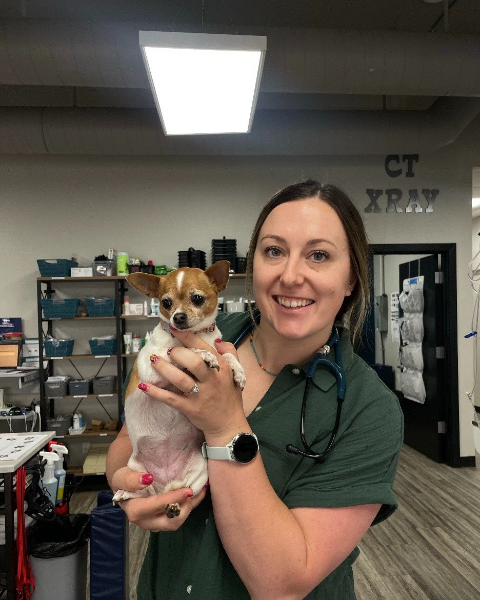 Last week, we had the pleasure of meeting Piper, a 10-year-old Chihuahua weighing in at just 5.5 pounds! ๐พ She came in for her Senior Wellness Exam with Dr. Dent and did absolutely amazing! ๐
Piper might be tiny, but she’s got a big heart&md