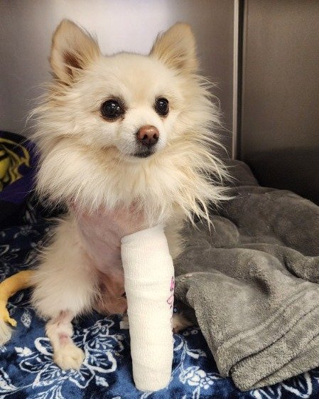 ๐พ Pet of the Week: Maverick! ๐พ
Meet Maverick, the 9-year-old Pomchi who is as tough as they come! ๐ช๐พ
Maverick came to us on 5/2 after a traumatic attack from another dog, which left both of his front legs injured. On 5/9, he underwent surgery t