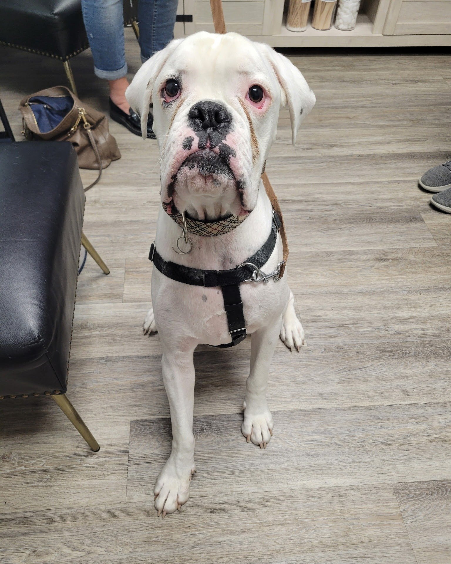 πΎ Pet of the Week πΎ
Meet Milton, our sweet and strong 1.5-year-old Boxer! πΆπ Milton visited us recently for a broken nail, but with the help of Dr. Ott, he’s already on the mend and feeling much better! πΎβ¨
Milton has an incredible story.