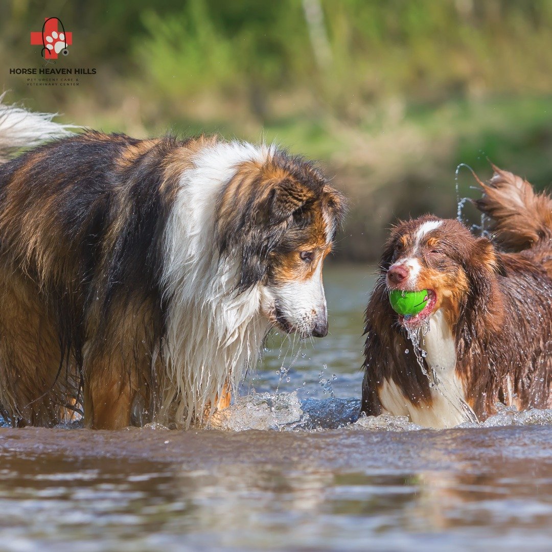 π Important: Blue-Green Algae Alert for Pet Owners π
Blue-Green Algae, actually a bacteria called Cyanobacteria, is a dangerous presence in rivers, lakes, and ponds—including along the Columbia River shorelines. This algae produces two main