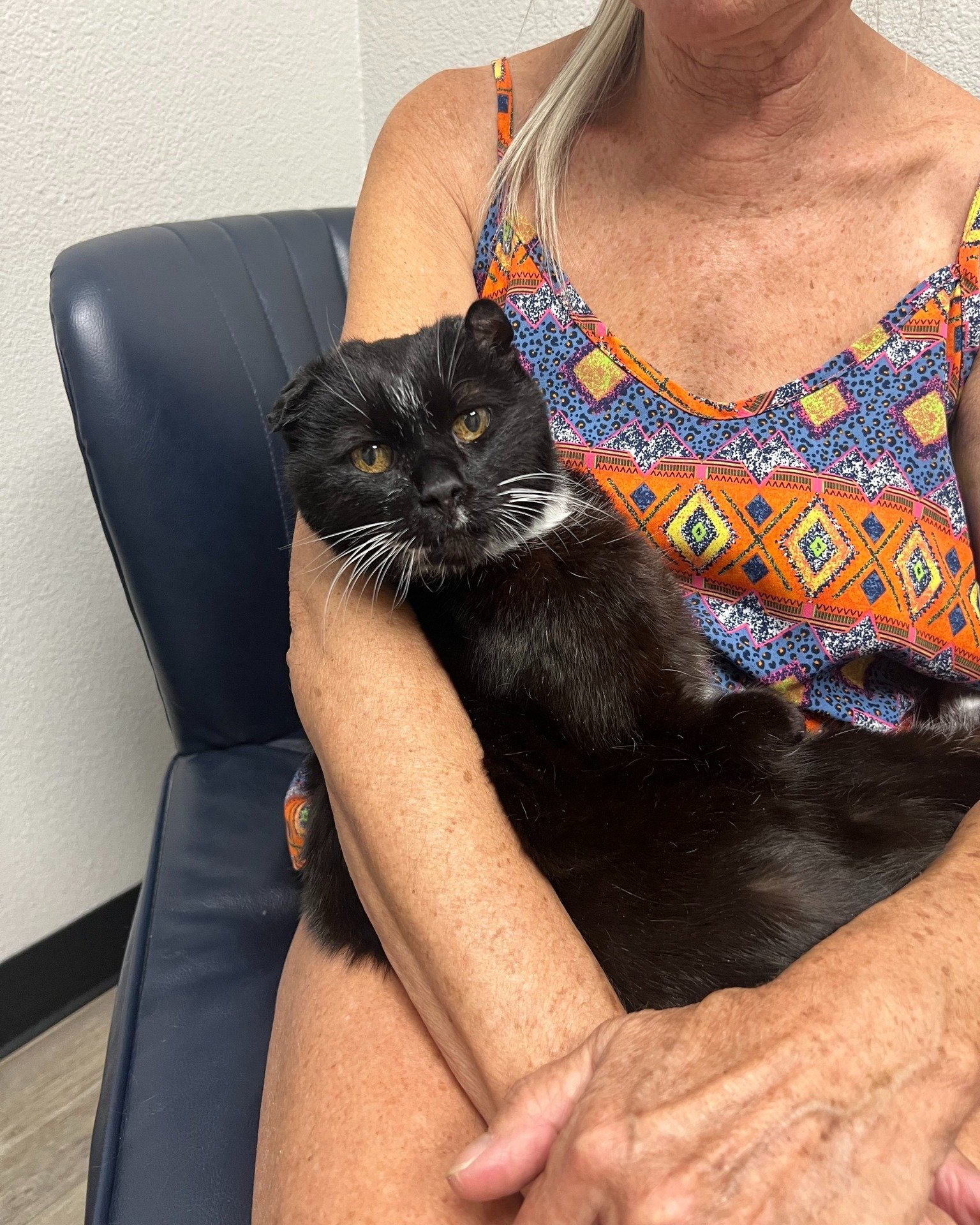πΎ Pet of the Week: Desmond! πΎ
Meet Desmond, our amazing 22-year-old cat who has truly lived an adventurous life! π±π Desmond came in recently with a low appetite, and after some excellent care from Dr. Brenner, he’s well on his way to a ful