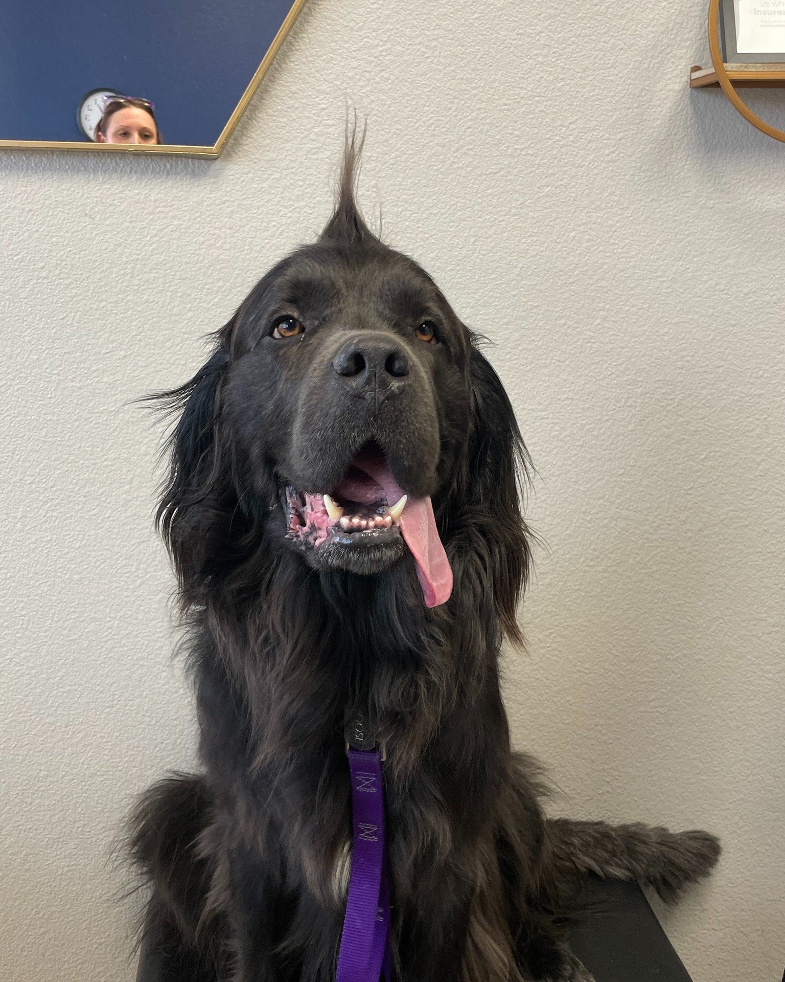 π Meet Moose, Our Pet of the Week! π
This 4-year-old Newfoundland is truly a gentle giant! πΎπ
Moose was adopted just last month by his wonderful mom, and he’s been thriving ever since. When he first arrived, Moose was not in the best cond