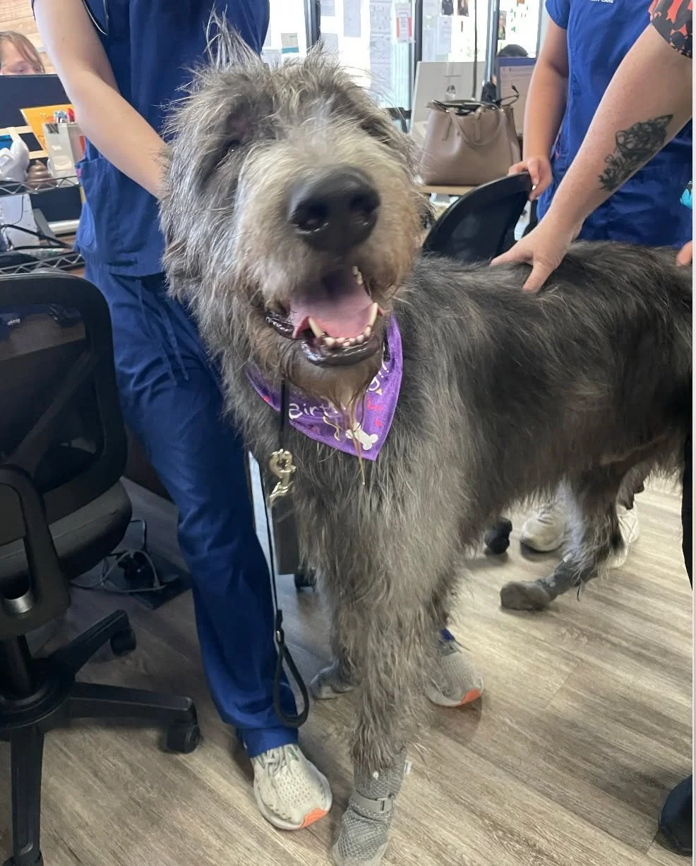 ππΎ Happy 3rd Birthday to our beloved Dougal! ππ
From puppyhood to this special day, Dougal has filled our hearts with joy and laughter. We’ve loved watching him grow into the magnificent Irish Wolfhound he is today! πΎπ
Here are some pic