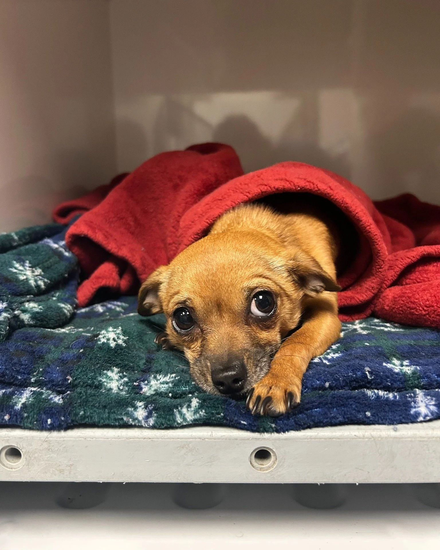 Meet Judy, the coolest dog around! πΆπ
"She's not a regular dog, she's a cool dog!" ππ« And now, she's officially a big kid after getting spayed yesterday! At 8 months old, Judy’s had the opportunity to grow with us since she was a