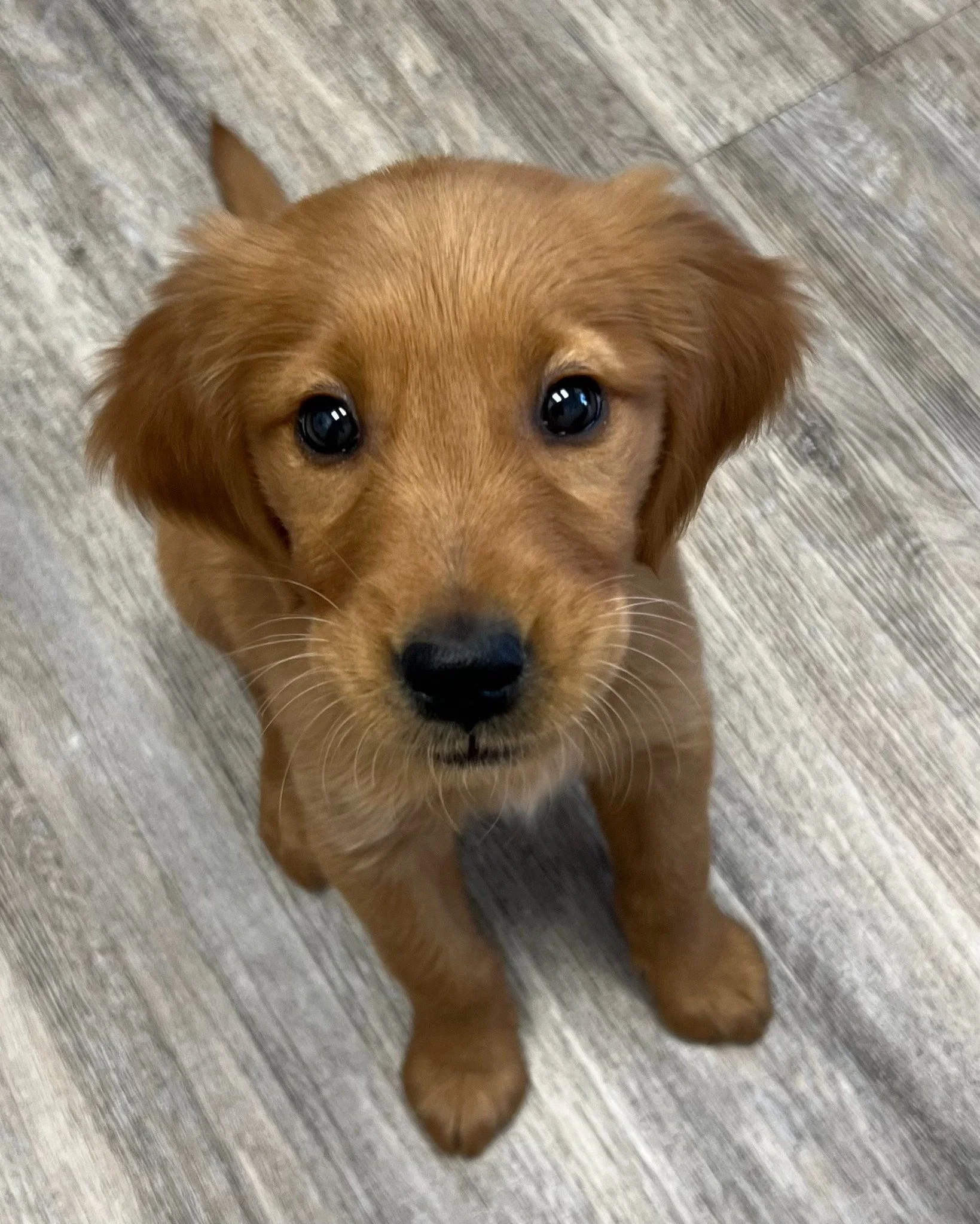π Meet Louise, our adorable Pet of the Week! π
At just 10 weeks old, this Golden Retriever puppy is already stealing hearts. She visited us earlier this week for her first puppy exam, and let’s just say — she’s as cute as a butto