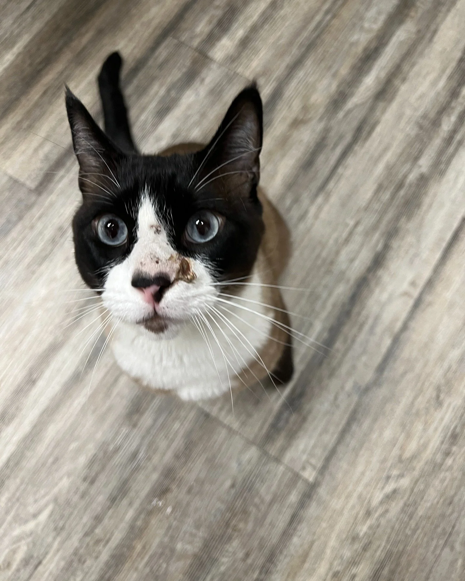 πΎ Meet our Pet of the Week, Peter Parker! π
When Peter Park isn’t out fighting crimes πΈοΈ, he’s charming everyone with his cuddles and stealing food out of cabinets. Here’s what makes him so lovable:
π» Super affectionate and al