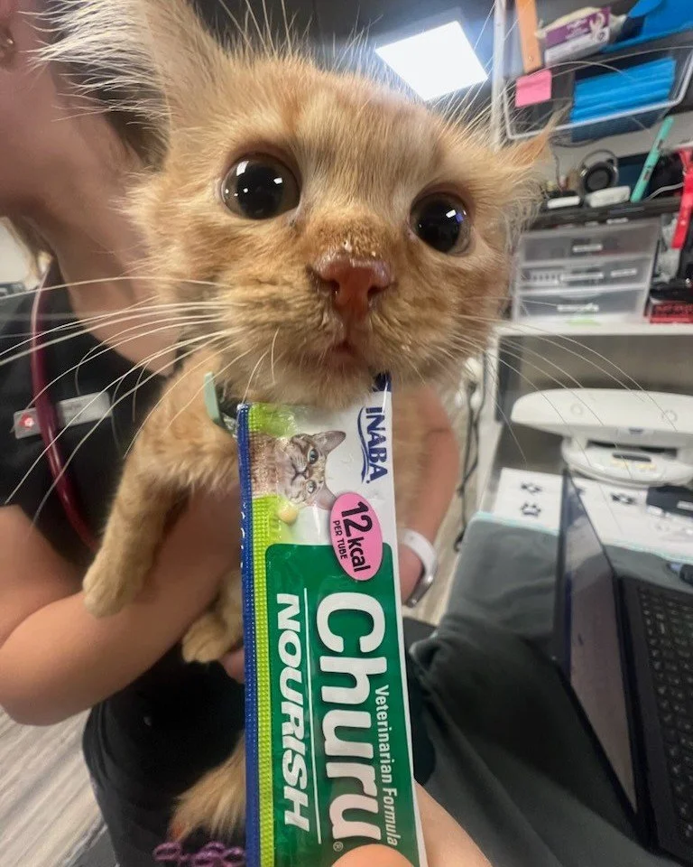 Those post vaccine snackies are the best ๐คช๐งก
#vaccines #kitten #kittenvaccines #cute #orangekitten #snacks
