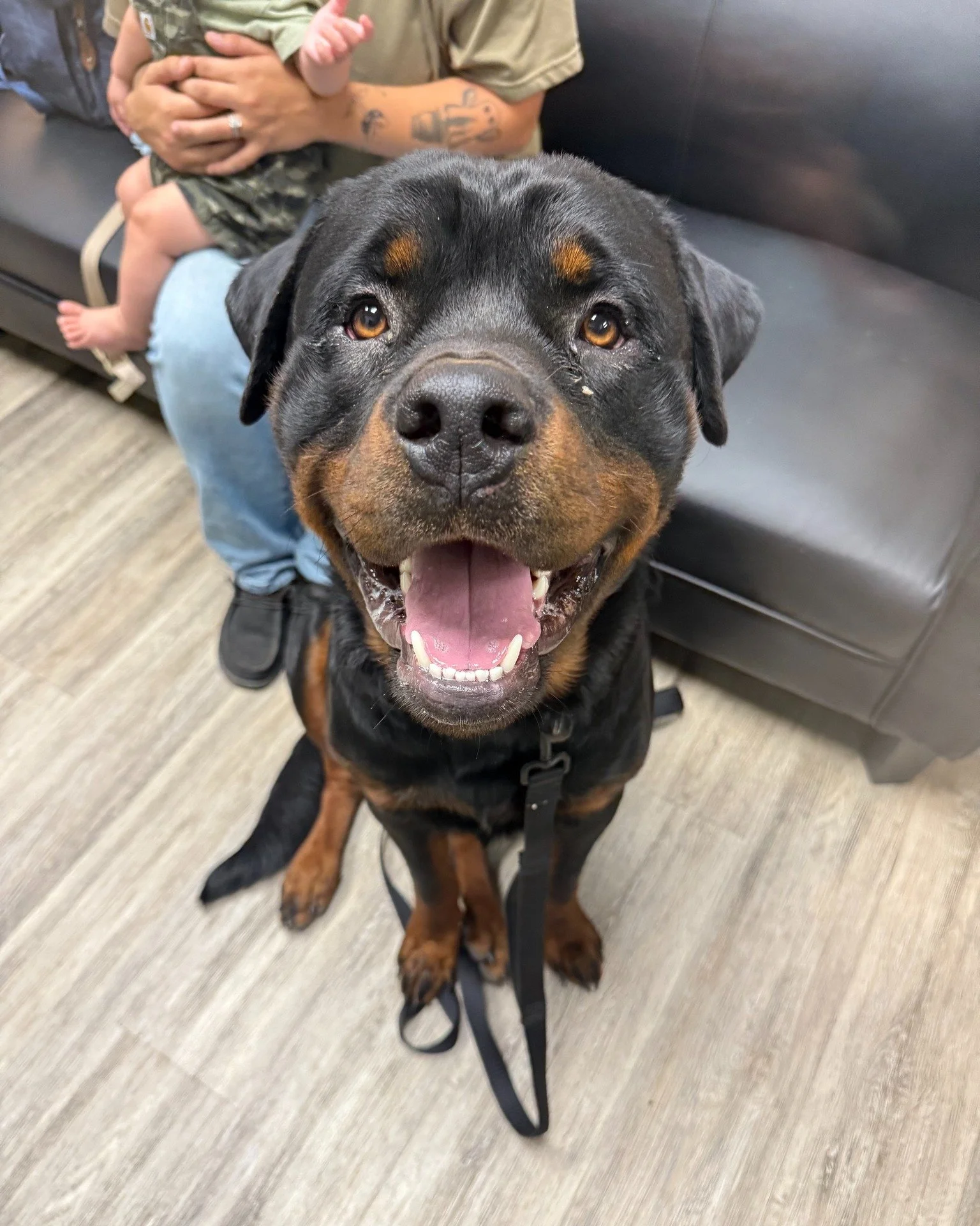 Meet Ozzy! ๐พ This 1-year-old Rottweiler is 112 pounds of pure charm (and yes, he still has his tail! ๐). Ozzy visited us the other day for a couple of sores between his toes, and with Dr. Brenner’s help, he’s on the road to feeling bett