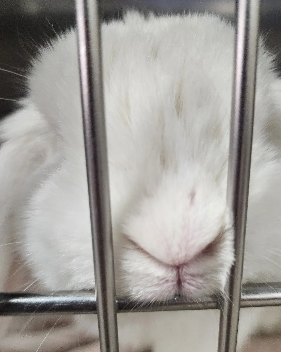 Say hello to Bobby! ๐ฐ๐ This sweet bunny visited Horse Heaven Hills Pet Urgent Care yesterday for his neuter with Dr. Goodman. He did amazing and is now one happy, healthy little guy! โจ
Did you know Dr. Goodman performs spays and neuters for rabbit