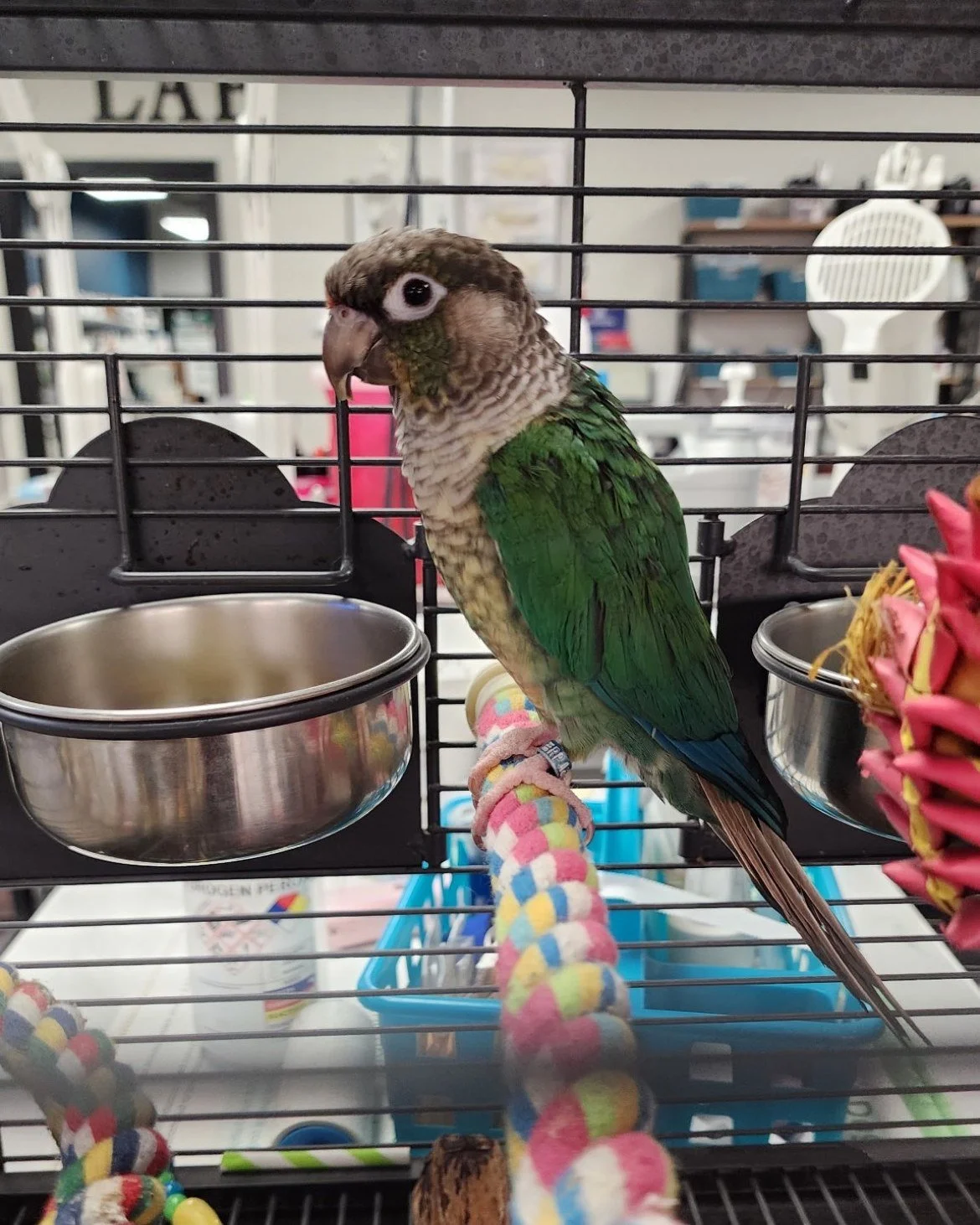 Meet Neptune! ๐ฆ๐
This feathered friend has been trusting us with his nail trims since 2019, and he’s always a star patient! โจ
Did you know regular nail trims are important for birds? They help prevent overgrowth, discomfort, and even injurie