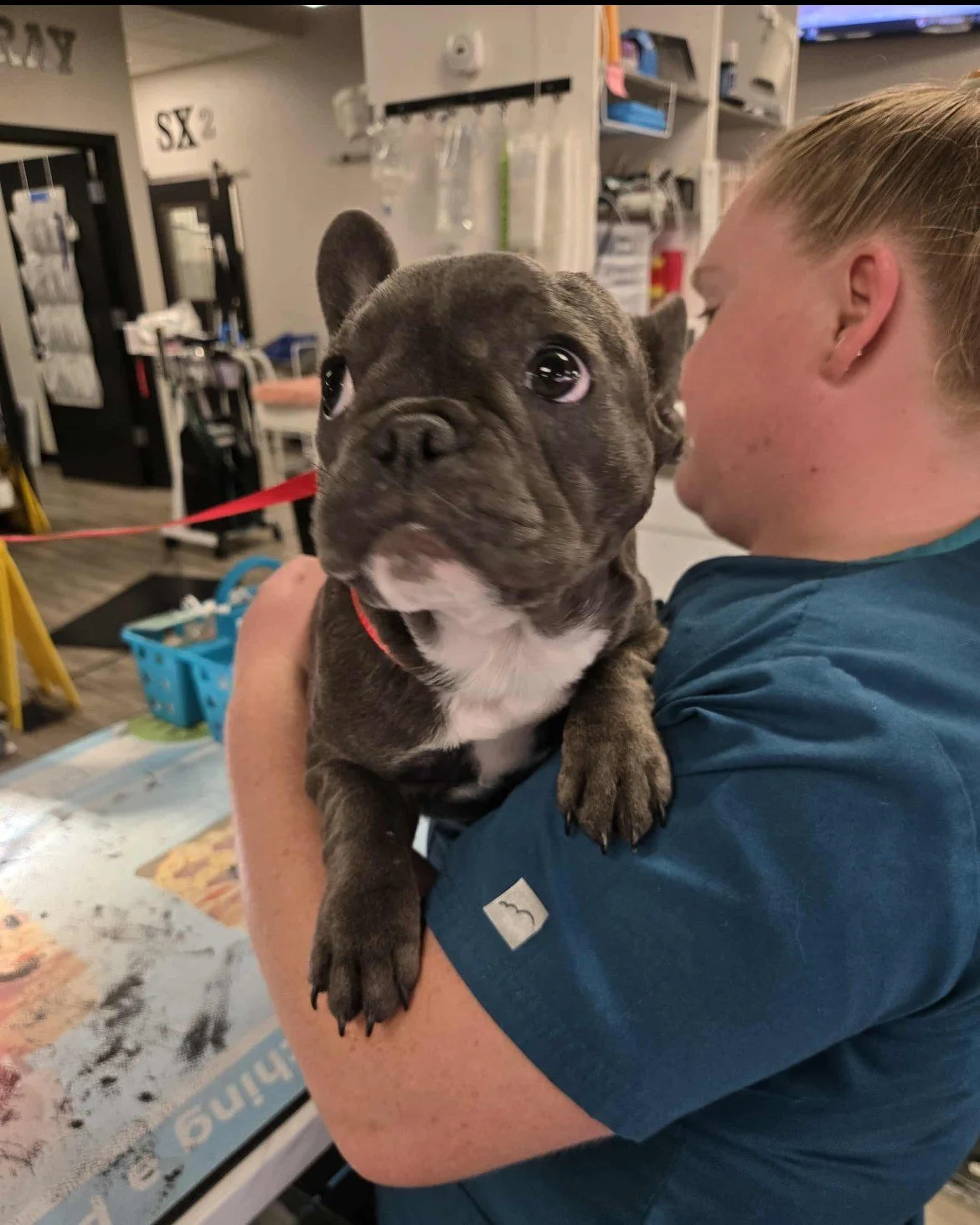 โญ๏ธ Pet of the Week: Bergamot, aka Berggie! โญ๏ธ
This 20-week-old French Bulldog stole our hearts this week during her visit for an allergic reaction. With the help of Dr. Hamack, she’s feeling much better and back to her playful self! ๐
Berggi