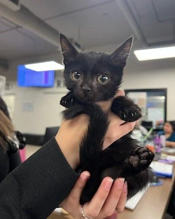 ๐พ Say hello to Sparky! ๐ค This little kitten knows how to enjoy snack time like a pro. ๐ช๐น From serious concentration to full-on treat bliss, he’s got the munchies mastered!