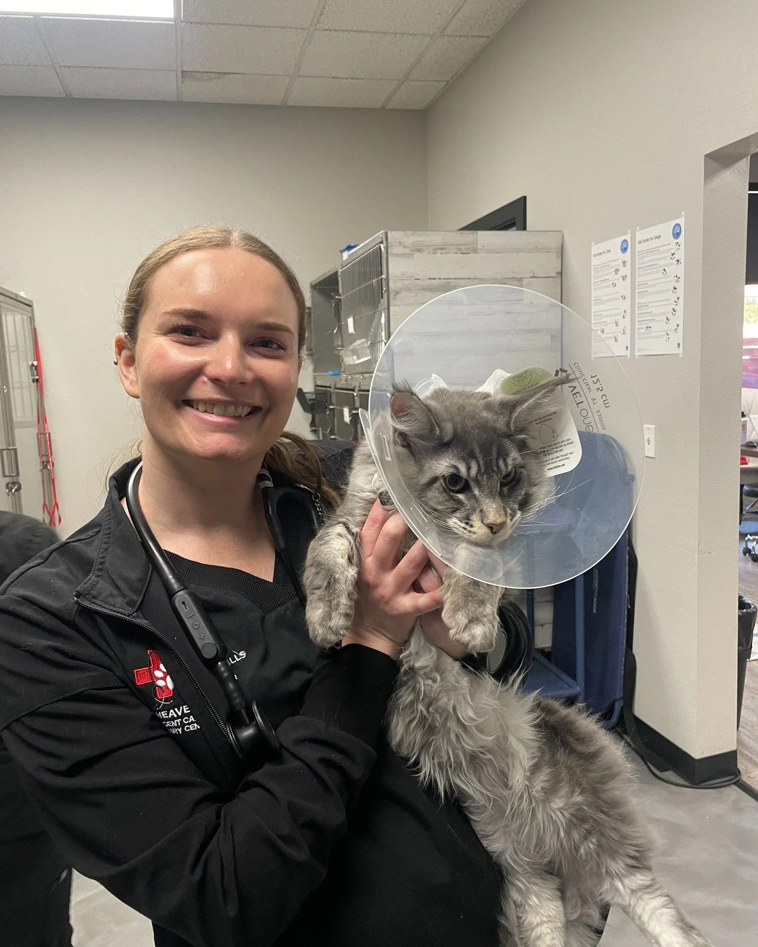 πΎ Pet of the Week: Storm Jack & Venus πΎ
Meet Storm Jack (boy) and Venus (girl), two 6-month-old Maine Coon siblings! π» We’ve had the joy of seeing these sweet kittens grow from little babies into the playful, lovable cats they are today