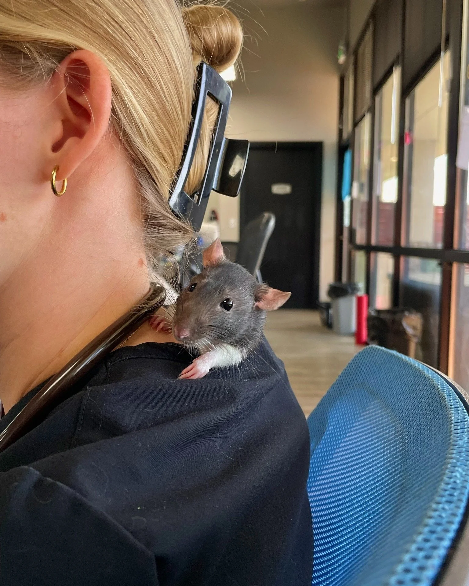 π Meet Spotts, our brave 25-week-old rat! π She visited us the other day for a tail amputation performed by the amazing Dr. Erickson.
Even tiny patients like Spotts need a whole team to keep them safe and comfortable - VA Kayla and LVT Ashley were
