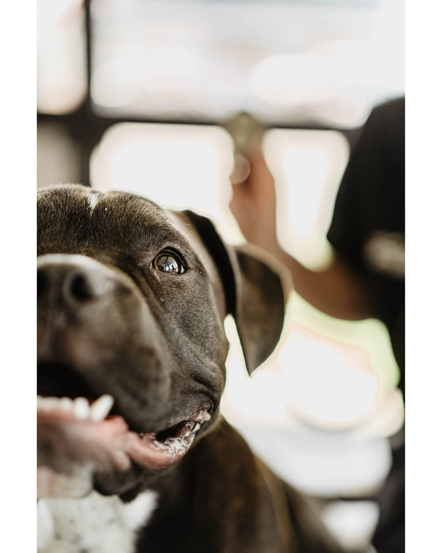 πΎ Pet of the Week: Zuko πΎ
Meet Zuko, our 3.5-year-old mixed bully and all-around best boy! π He’s been visiting Horse Heaven Hills Pet Urgent Care since he was a puppy, thanks to his amazing mom, Gracie, one of our beloved veterinary assist