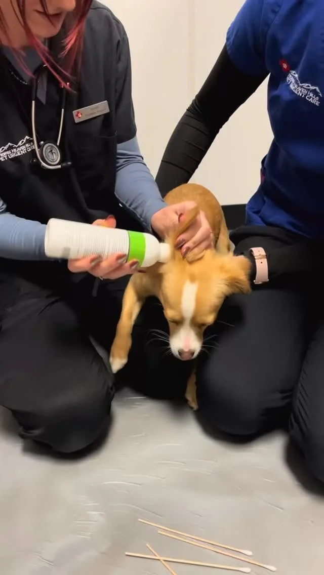 β οΈWarning Splash Zone β οΈ
#earcleaning #vetmed #dog #horseheavenhillspeturgentcare #h3puc #petcare #puppylove #vetclinic #kennewick #h3peturgentcare