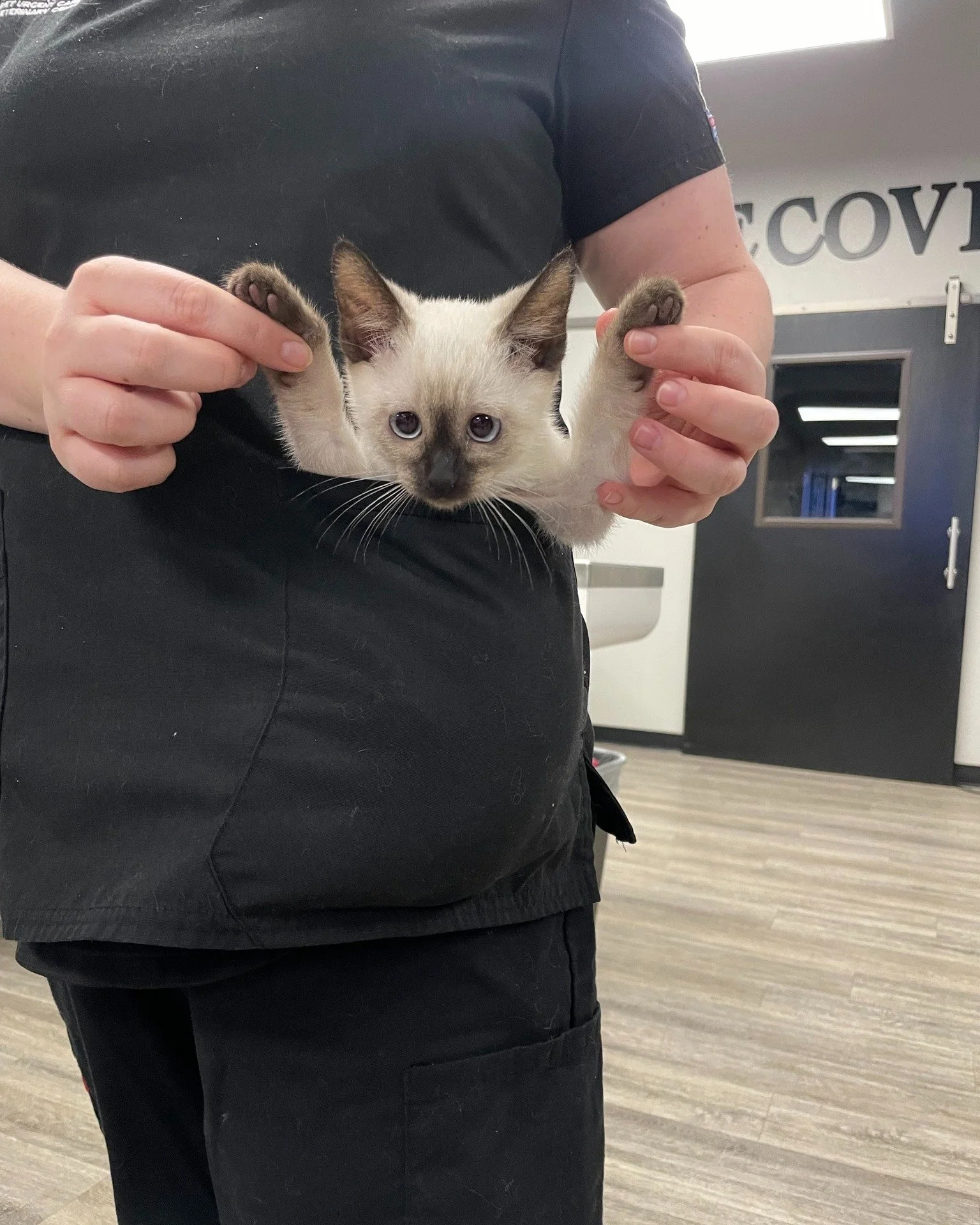 Meet the tiniest pocket kitten ever! π» Our sweet little friend got a cozy lift from Rylee and we just had to compare them to a Coke Zero can π₯€
#TinyKitten #PocketKitten #H3PUC #TooCuteToHandle #KittenGoals #FurryFriends