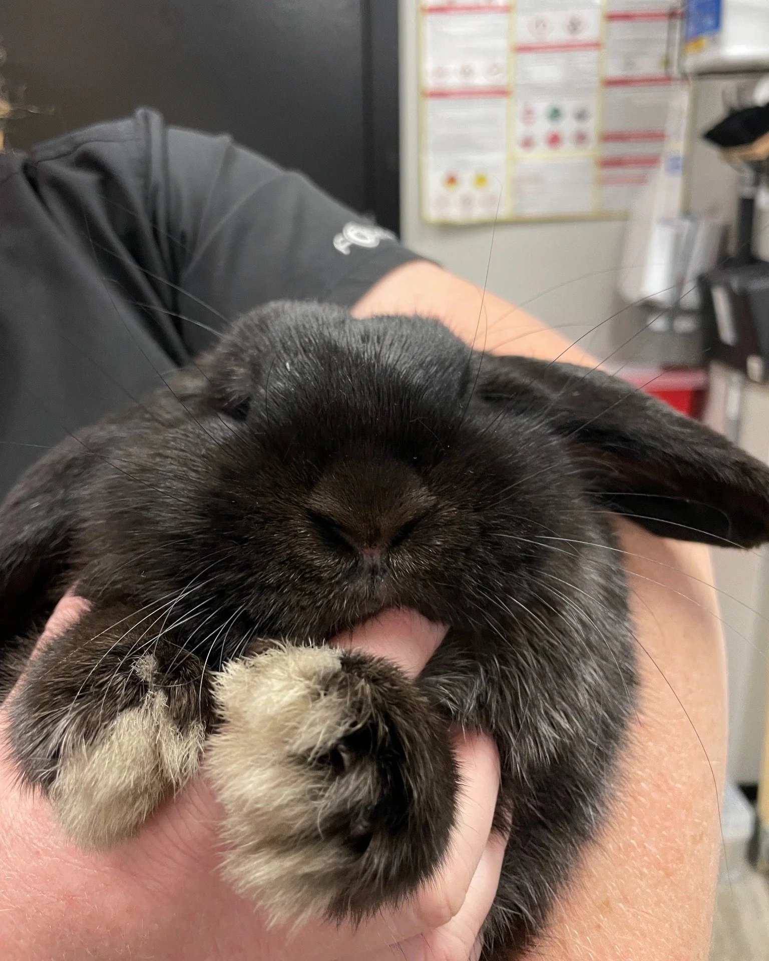 π°β¨ Pet of the Week: Sauron! β¨π°
Meet Sauron, a 7-month-old Holland Lop Rabbit who visited us last week for his neuter with Dr. Goodman. He’s doing great and recovering like a champ! We first met Sauron when he was just a little bunny at 4 mon