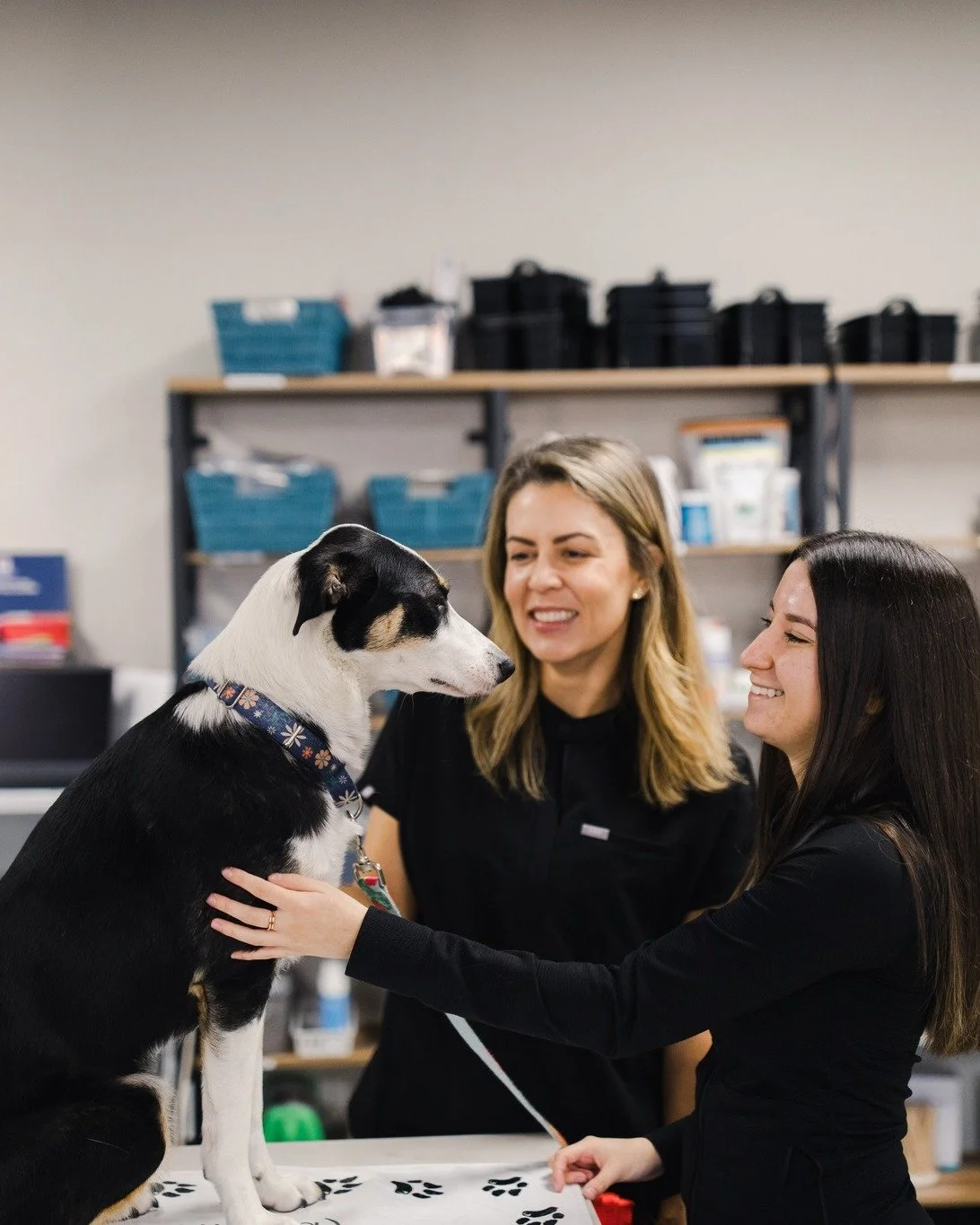 The best part of our job? Knowing we make a difference - one paw, one heartbeat, one family at a time ♥οΈ
#VeterinaryLife #PetCareWithLove #H3PUC #LoveWhatYouDo #FurFamily #horseheavenhillspeturgentcare