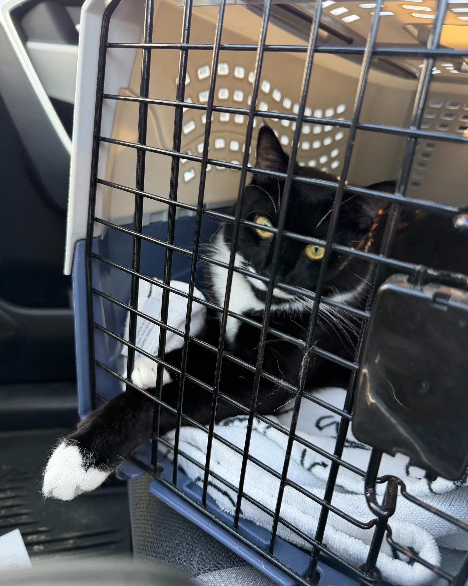 πΎPet of the WeekπΎ
Meet Ponder a 2-year-old cat with big personality energy and a flair for chaos! πΌ He wasn’t feeling his best when he came in yesterday, but thanks to Dr. Hamack’s care, he’s already on the mend. 
Ponder belong