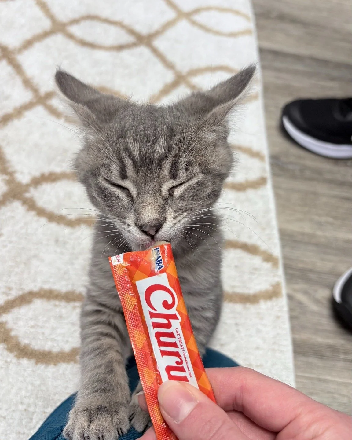 They may knock things off counters, judge your life choices, and demand breakfast at 4AM… but we love them anyway. π»
Happy National Cat Day from the H3PUC crew! π
These kittens from last week’s visits were the real MVPs—paws up