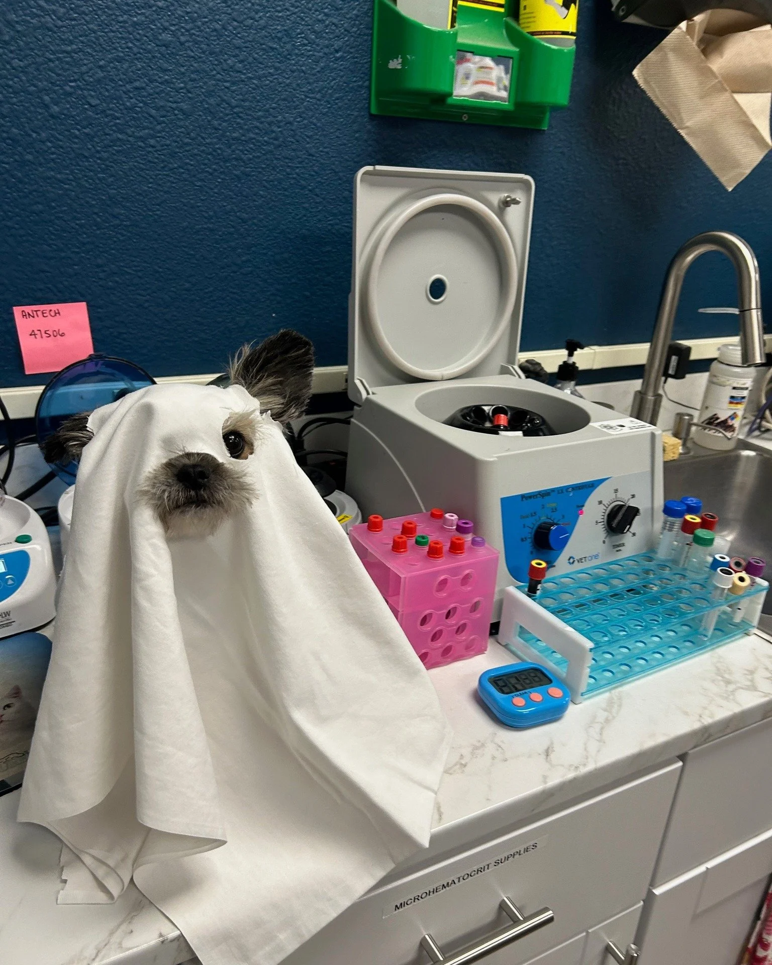 ππΎ Happy Howl-oween from Horse Heaven Hills Pet Urgent CareπΎπ
It’s officially spooky season and our clinic is feeling festive! π» We’ll be closing early at 5pm this Friday (Oct 31st) so our team can enjoy some well-deserved Halloween