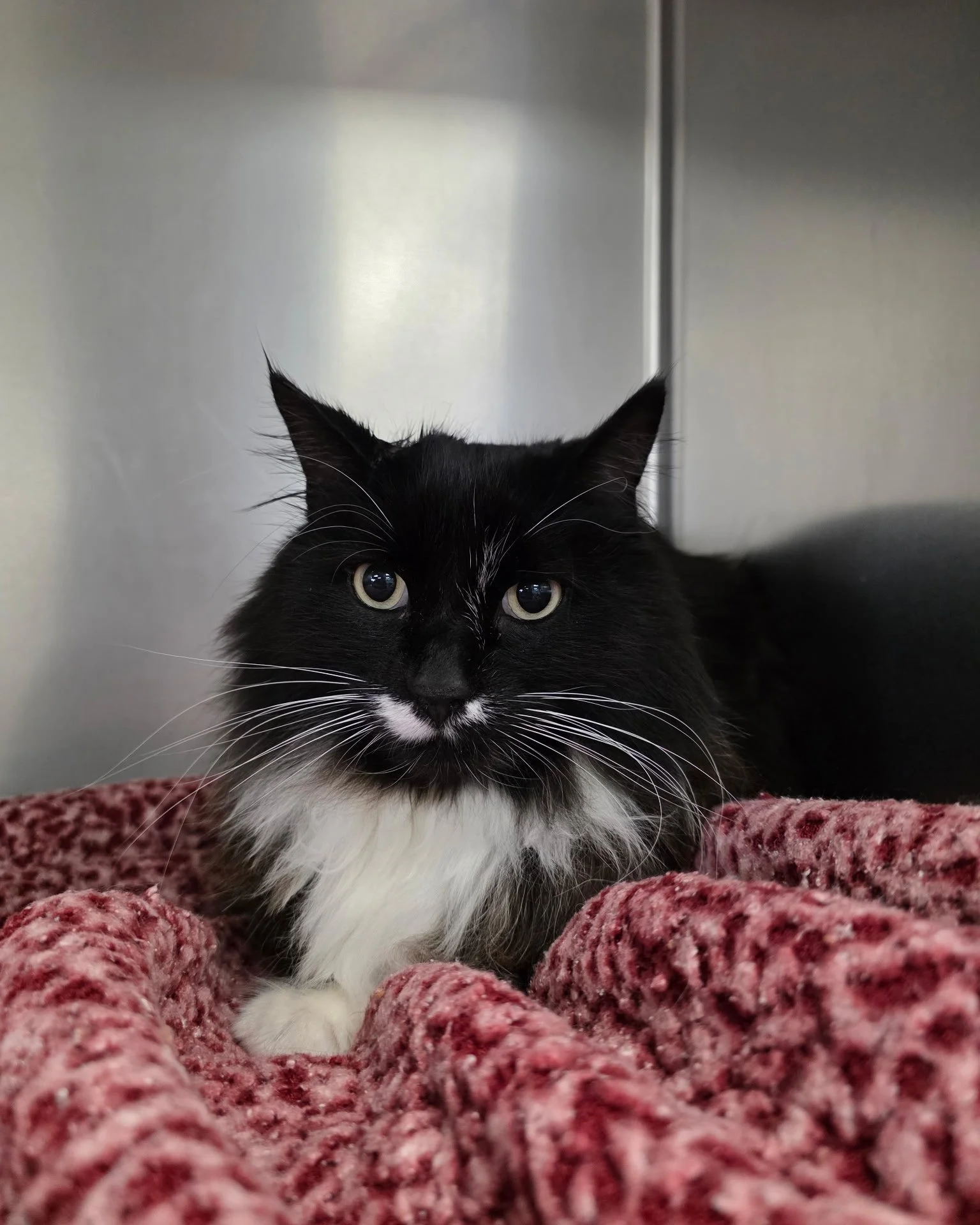 🐱 Pet of the Week🐱

Meet Boston, a 6-year-old black and white cat who completely stole our hearts during his visit last week! 💕 He came in with a little ouchy on his ear after a scuffle with another cat - but with some TLC, he&rsquo;s feeling much