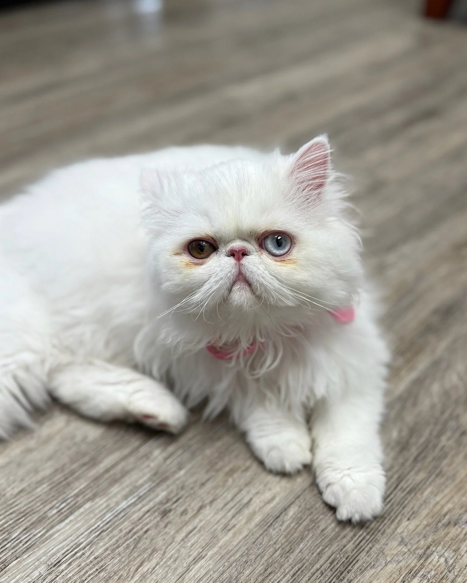 🐱✨ Pet of the Week ✨🐱

Meet Rosemary, a 9-month-old Persian beauty who recently visited us for her spay surgery with Dr. Goodman - and she did amazing! 💕 With her gorgeous two-colored eyes and fluffy coat, she had everyone in the clinic absolutely