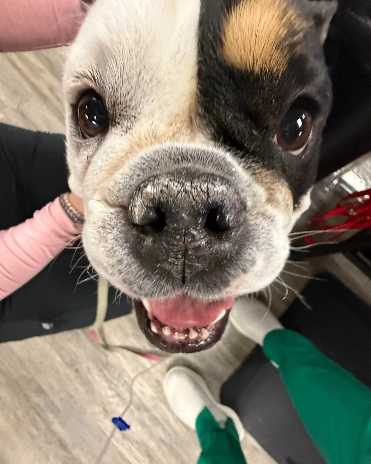 🎄😆 Someone just landed on Santa&rsquo;s naughty list&hellip; 😆🎄

Over the weekend, sweet Willowbee came in for vomiting - and after some X-rays and surgery, we discovered she had swallowed not one&hellip; but TWO toys. 🎁😳

Yep. Two.
Willowbee s