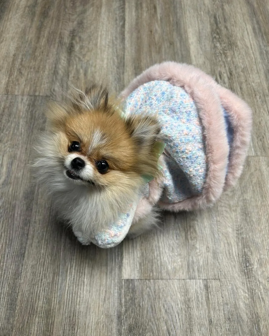 Pet of the Week: Kiki 🐾✨
Say hello to Kiki, the cutest 7-month-old Pomeranian puff you&rsquo;ll ever meet! 💛 Last week she came to visit us for a cough, and today she returned for her recheck - we're happy to share she&rsquo;s already feeling much 
