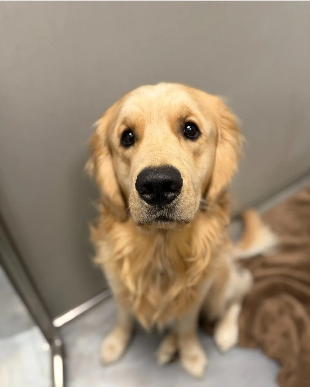 ⭐️ Pet of the Week ⭐️

Meet Milo! 💛 This handsome 1.5-year-old Golden Retriever came in today for his neuter and did such an amazing job. Milo has been part of the Horse Heaven Hills Pet Urgent Care family since he was just a tiny puppy - be sure to