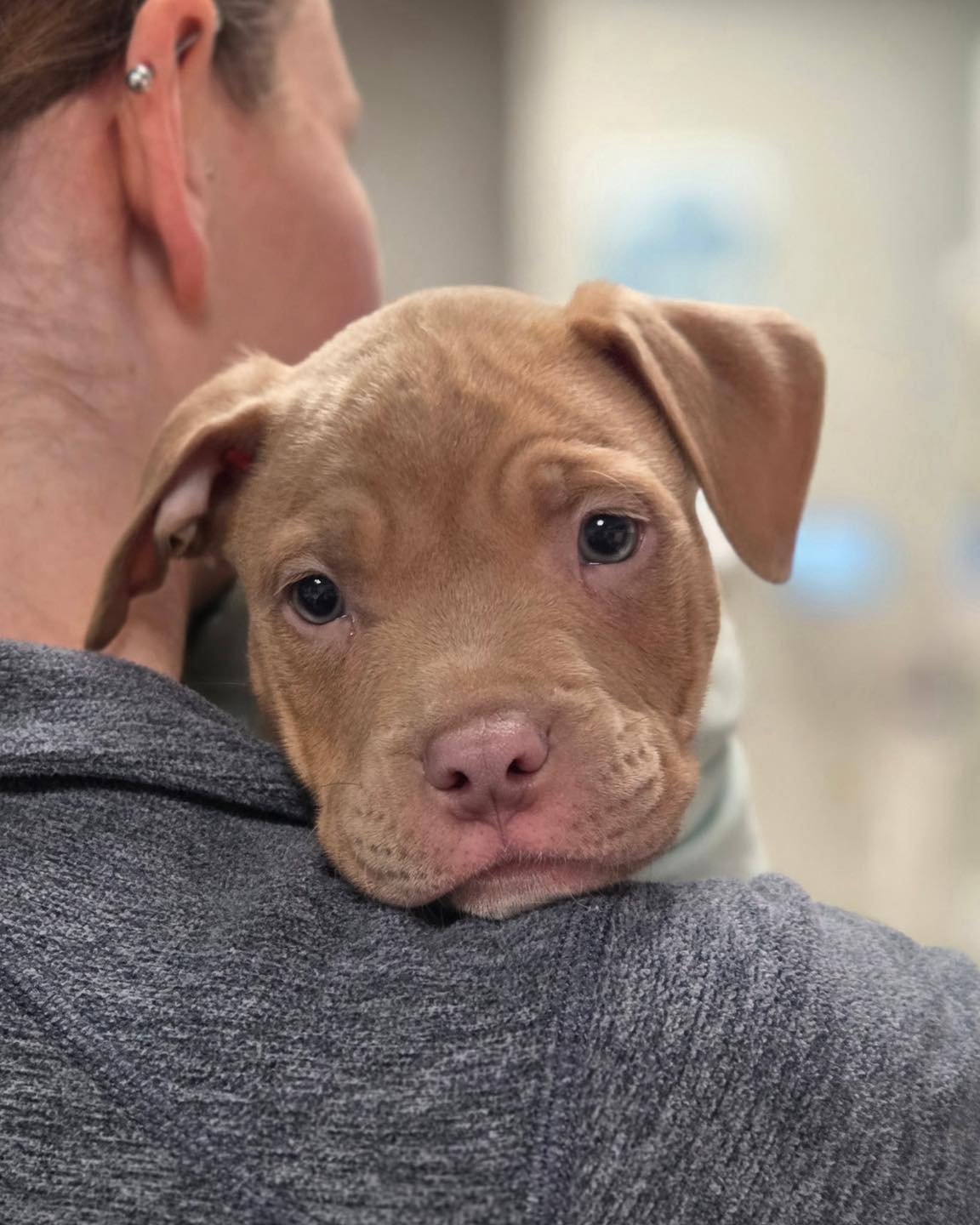 🐾✨ Pet of the Week ✨🐾

Everyone say hello to Penny Lane 💕 This 7-week-old American red nose pitbull may be tiny, but she already has a big personality! 🐶
💬 She&rsquo;s incredibly intelligent, very curious about the world around her, and not afra