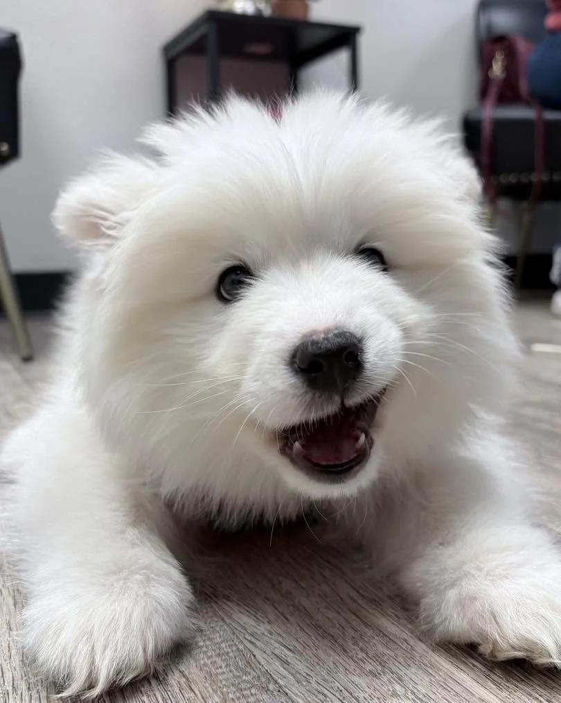Meet Penny 🤍❄️ 

This 10-week-old Samoyed sweetheart came in for her wellness exam and got started on her puppy vaccines last week! 

Penny was calm, curious, and did such an amazing job for her visit. She quickly let us know that salmon-flavored fo