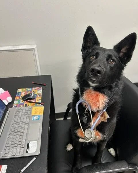 Say hello to Winona - better known as Nona 💙🧜🏼&zwj;♀️

At 4 years old, she's already built an impressive r&eacute;sum&eacute;: shop dog, babysitter, farm dog, former office dog, and now full-time adventure dog.

Nona is made up of 14 different dog