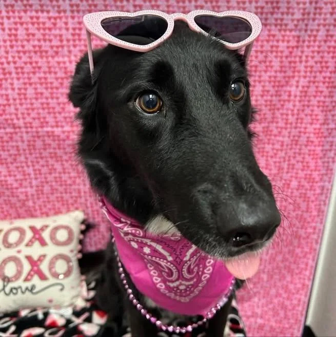 ❤️🐾 Happy Valentine&rsquo;s Day from our team to you and your furry loves! 🐾❤️

Valentine&rsquo;s Day always reminds us just how lucky we are to care for pets who bring so much joy, personality, and unconditional love into our hospital and into you