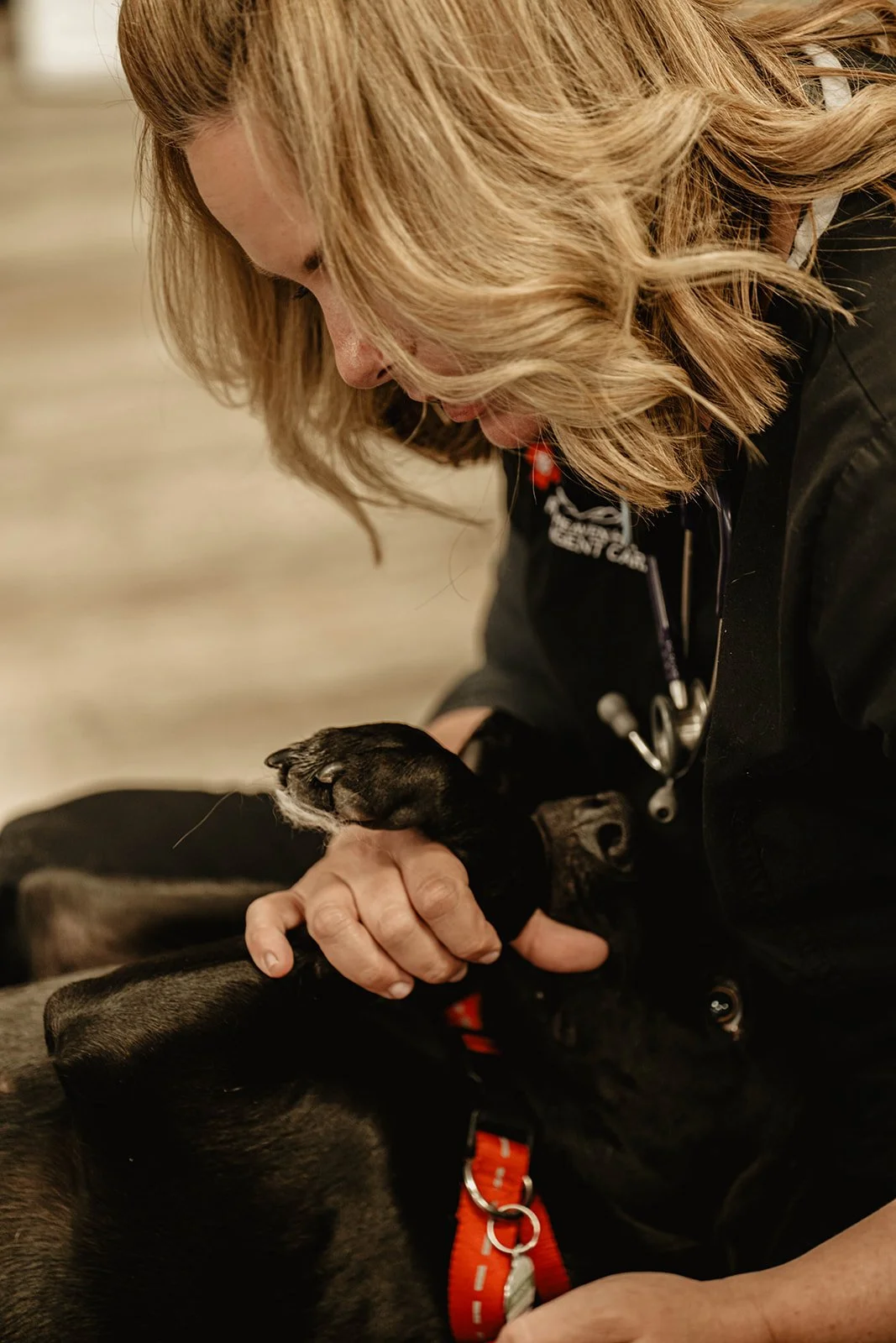 Woman gently holding and examining a black dog wearing a red collar.