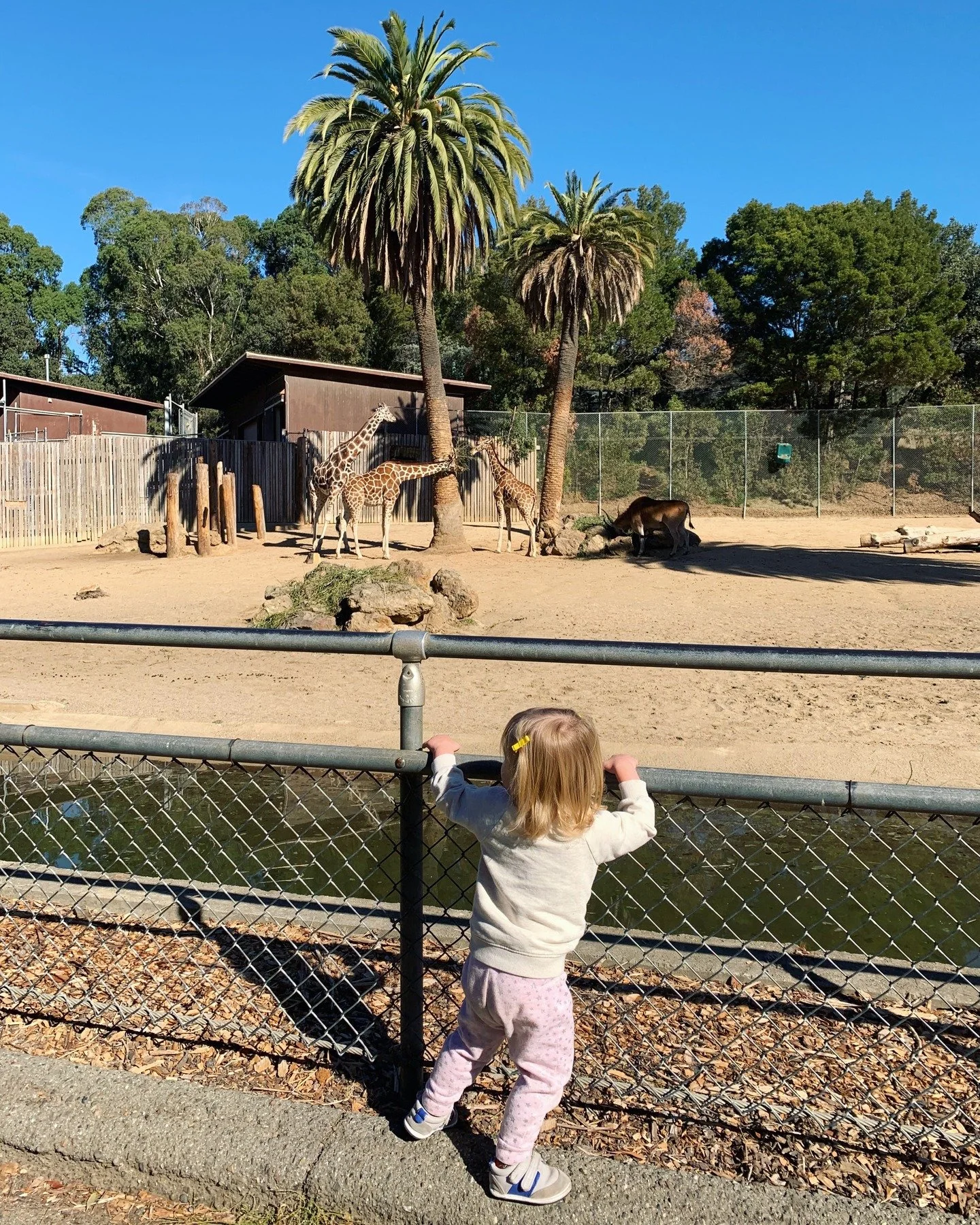Been visiting the @oaklandzoo with my kiddos for many years and every time it's delightful to see them get excited about the animals!