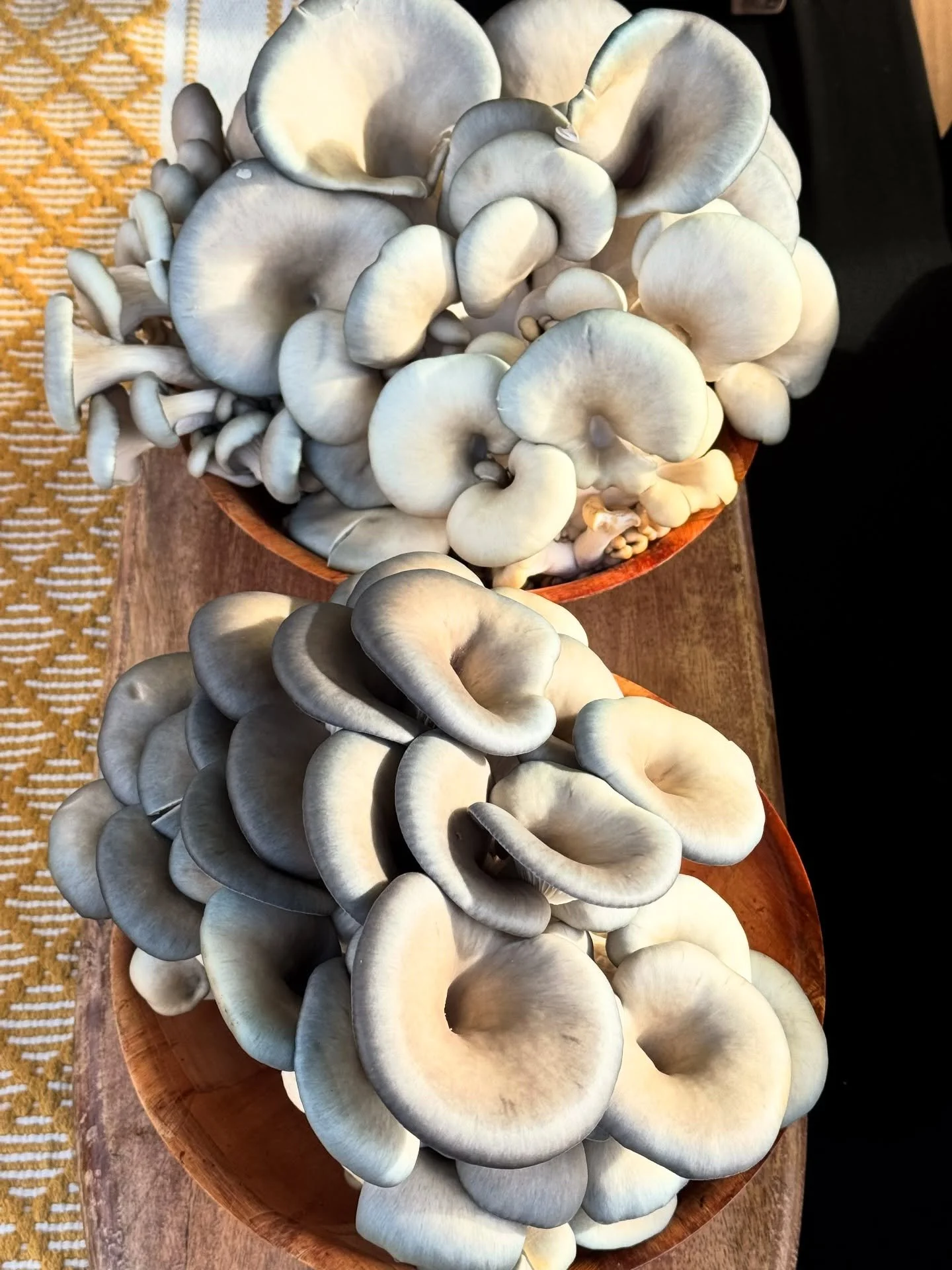 Remember how in our episode on Mushrooms we talk about all of the awesome names out there for mushrooms?? At a farmers market and came across some Snow Oysters, Black Pearl and Blue Pearls!