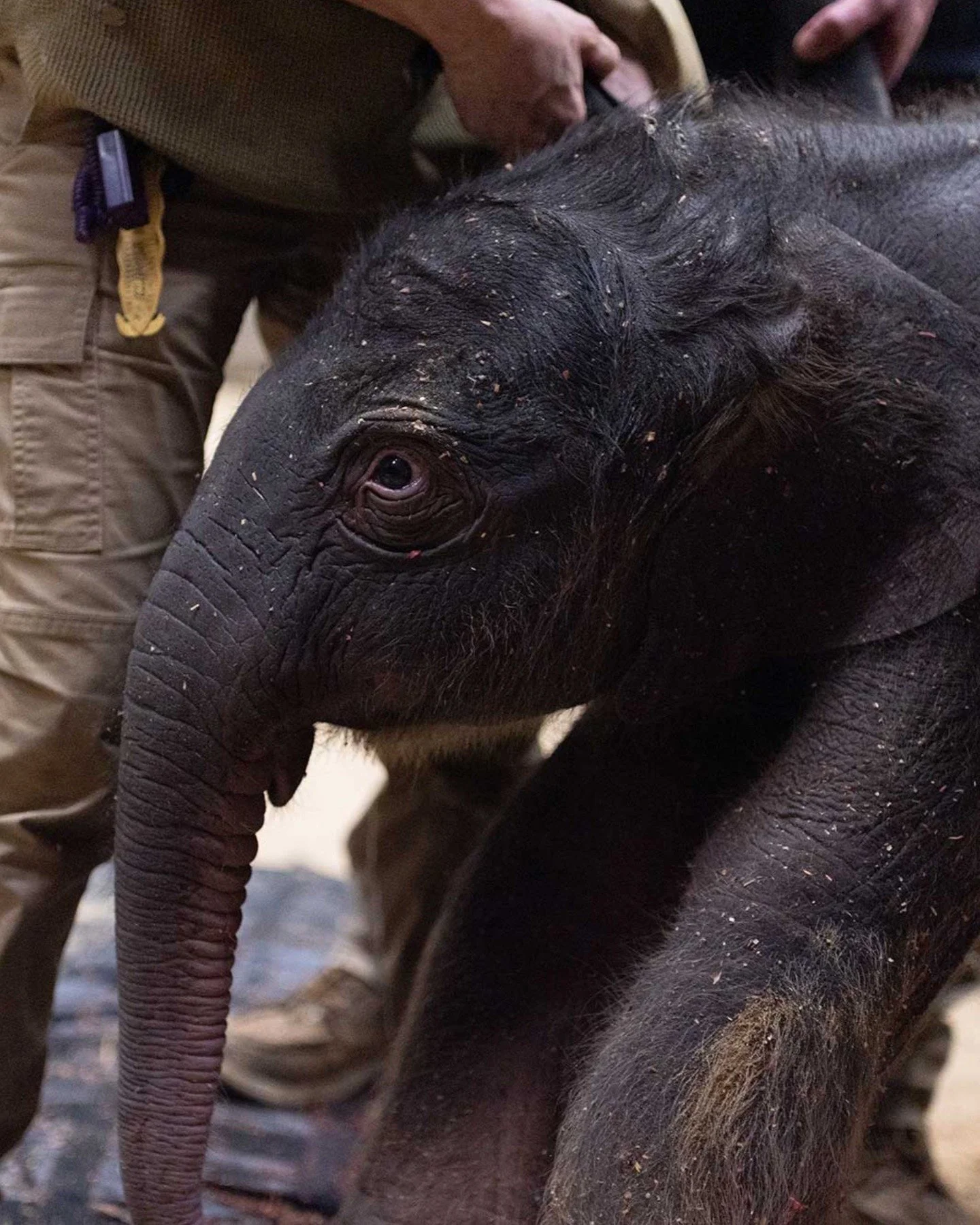 There's a new baby Asian elephant at @smithsonianzoo! Born on Feb 2 to 12-year-old mother Nhi Linh, it's the first calf to arrive at the National Zoo in nearly 25 years!