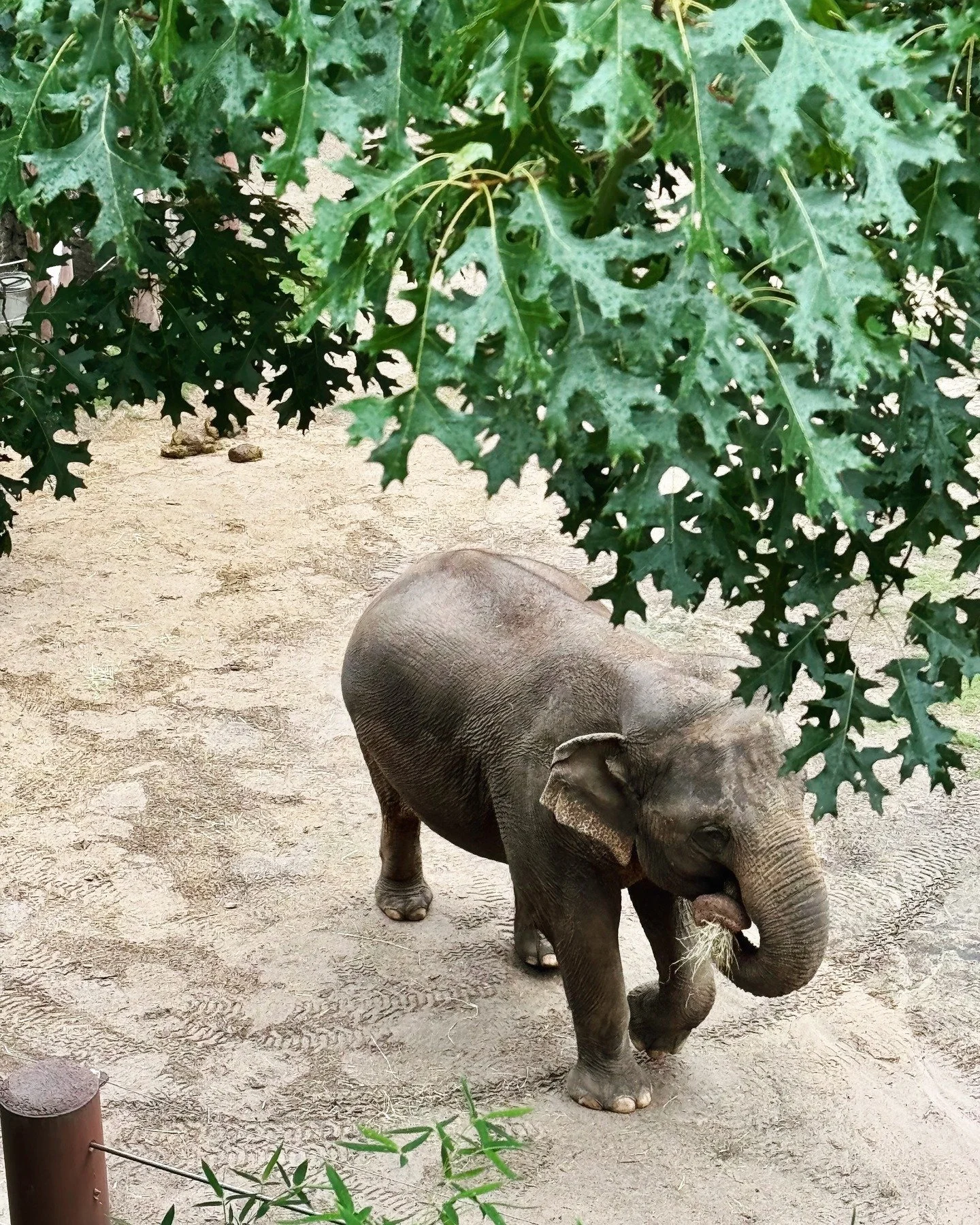 It was so inspiring to see the elephants on their trail at @smithsonianzoo this summer, we were inspired to do a whole episode on them!