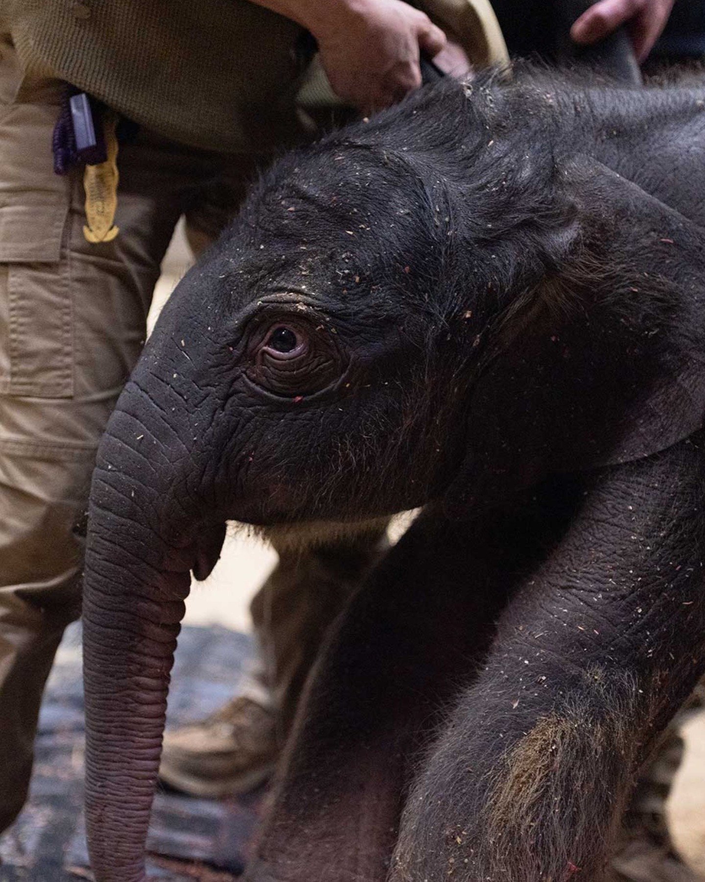 There's a new baby Asian elephant at @smithsonianzoo! Born on Feb 2 to 12-year-old mother Nhi Linh, it's the first calf to arrive at the National Zoo in nearly 25 years!