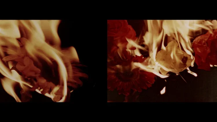 ouarda ouarda: yet another flower film [short]