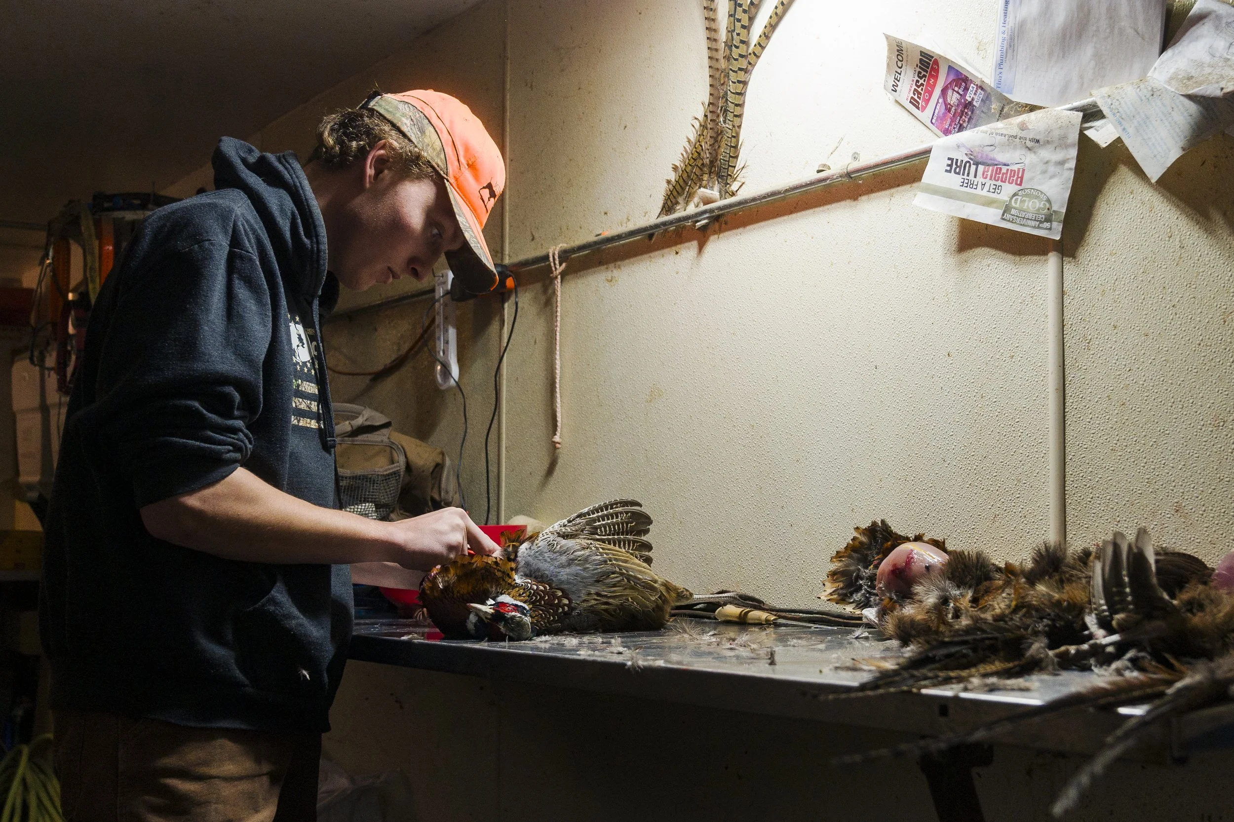 Pheasant_24_RB-12.jpg