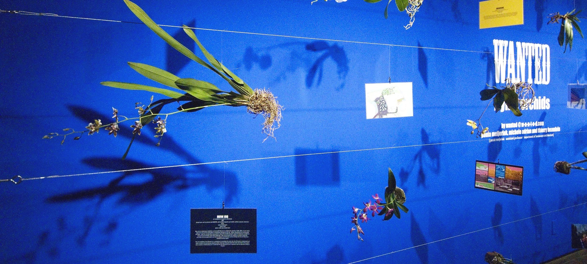 FLYING ORCHIDS