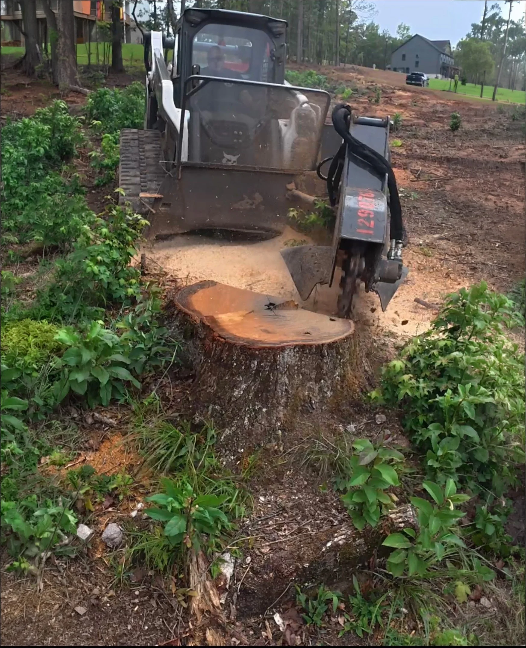 Stump grinder removing oak stump