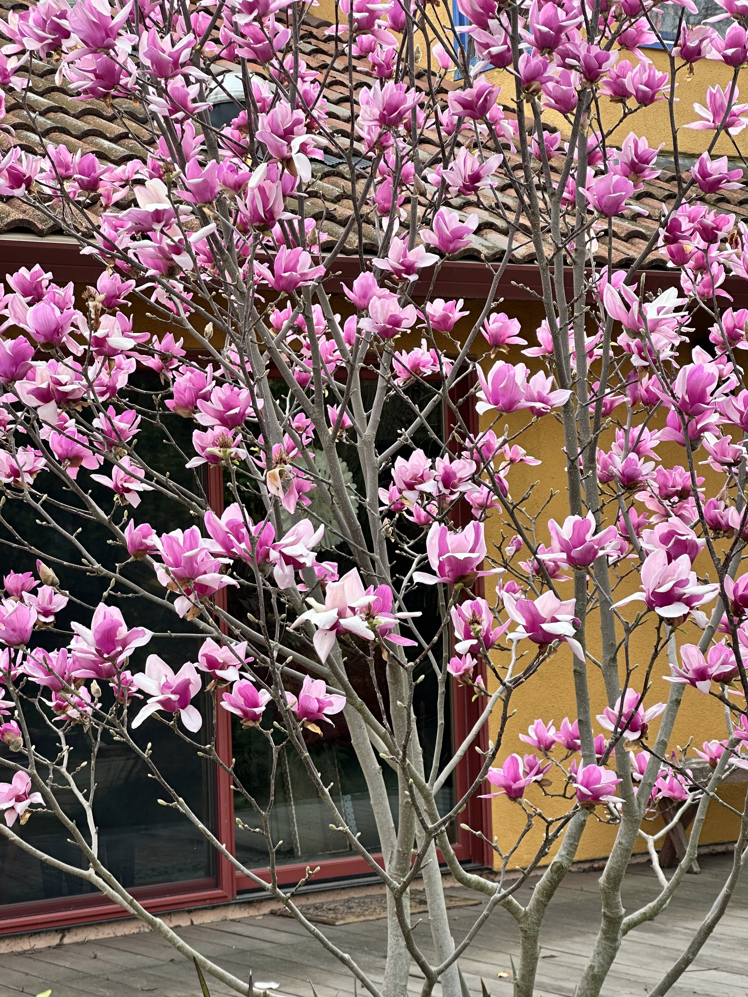 Tulip magnolia.jpeg