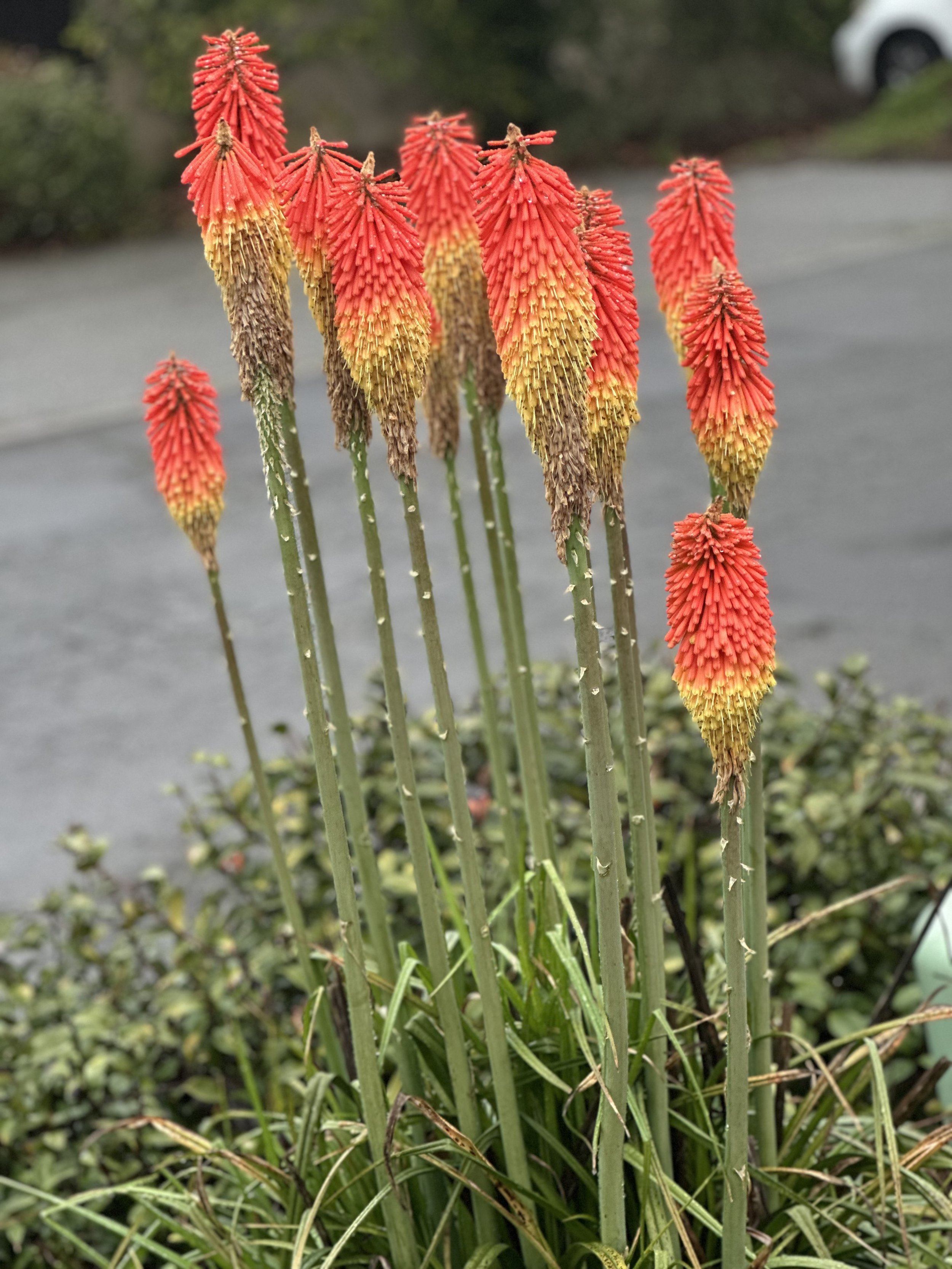Spring orange.jpeg