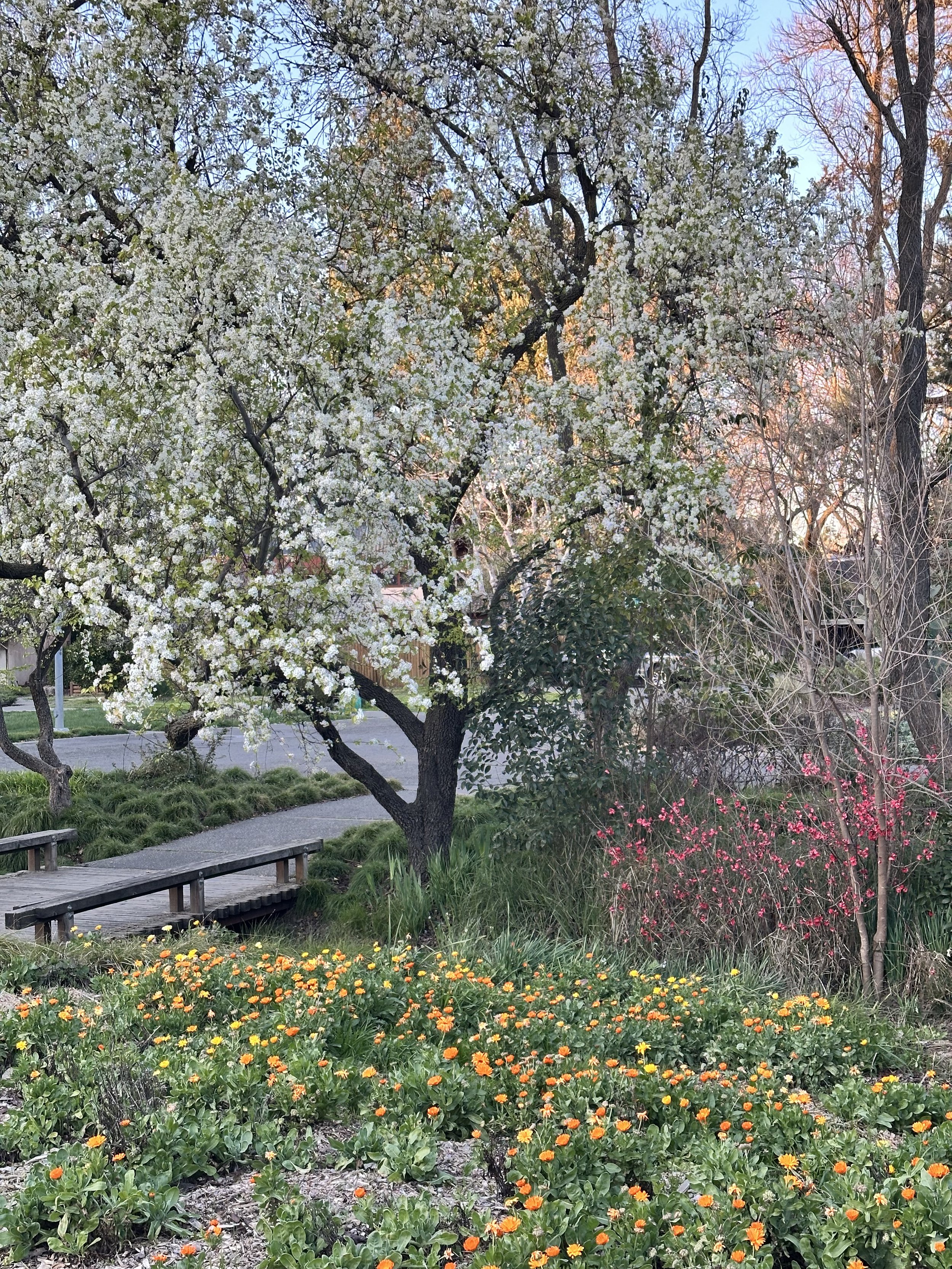 Spring is hope.jpeg