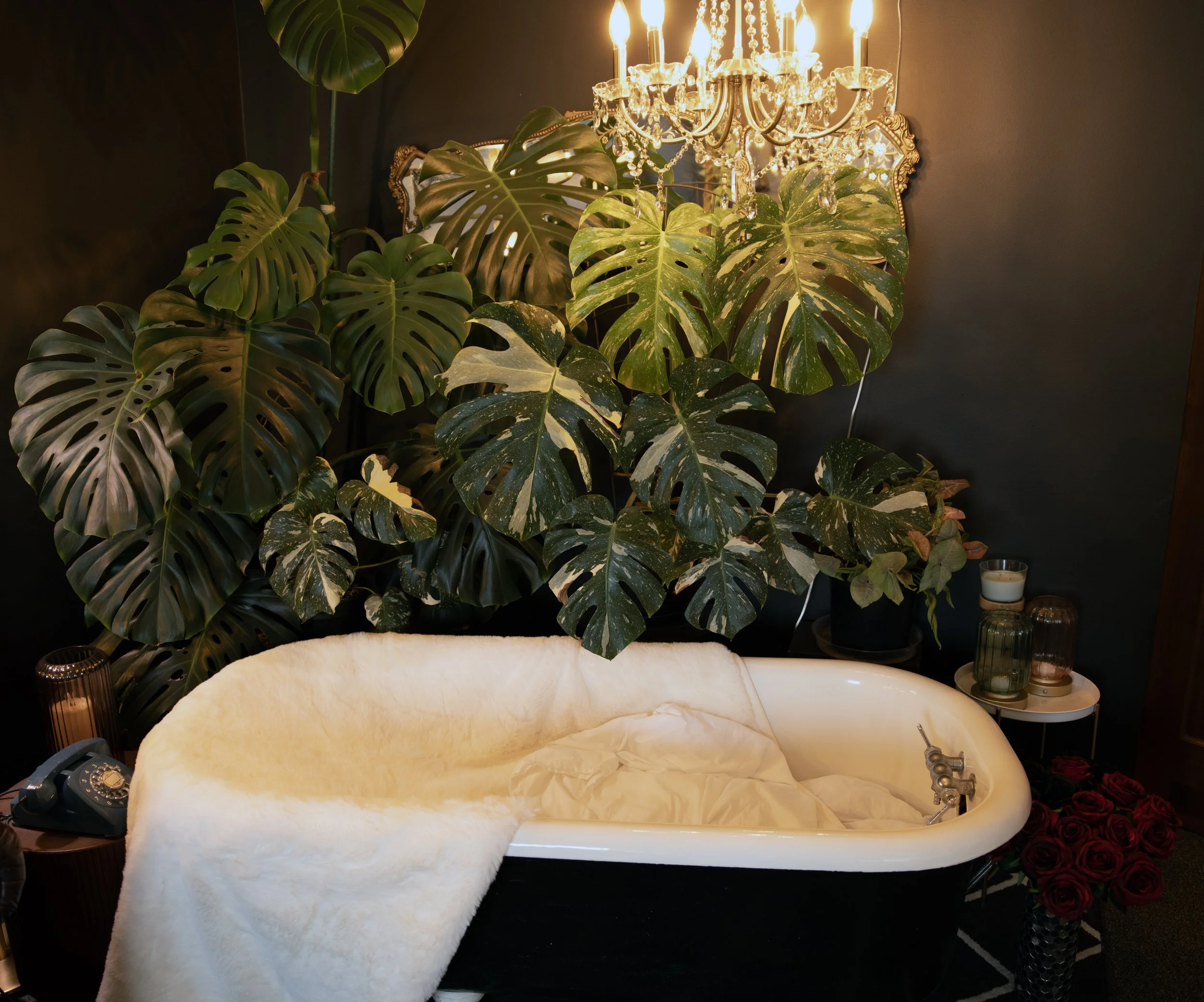 A vintage clawfoot bathtub covered with a white plush blanket, surrounded by large monstera and philodendron plants, with a black wall, a chandelier, and a side table with candles and roses.